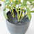 60cm Artificial Olive Leaf Potted Plant